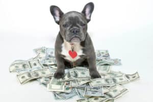 Dog Sitting on Pile of Money